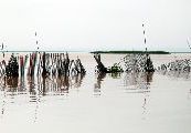 Foto: Women of the Tribe and Search of Freshwater Dolphins in Borneo
